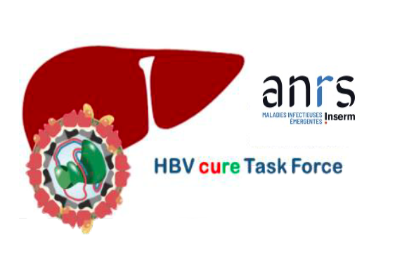 🎓Le 10e #agenceANRS #HBVCure workshop traitera de l'actualité sur la guérison du #virus de l'#hepB, de la #recherche  fondamentale et translationnelle à la recherche clinique

📅22/05
👥A Paris et accessible en ligne
👉 Programme : anrs.fr/fr/actualites/…

#VHB #VHD