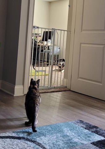 JnthnHdrck's tweet photo. A rare photo featuring Tessa and Akita locked in an intense stare down. At least there wasn’t any barking or hissing. 😹🐶

#TessaTuesday #PetsForPatriots #CatsOfTwitter #CatsOnTwitter https://t.co/2NJL6VI8ZY