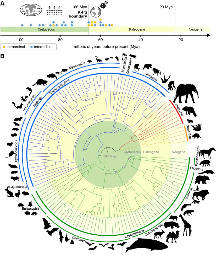 #preprint alert! Scientists use #computationalbiology to both advance human biomedicine and protect biodiversity of hundreds of animals! This essential work is the product of #collaboration driven in part by Zoonomia. Check it out! biorxiv.org/content/10.110…