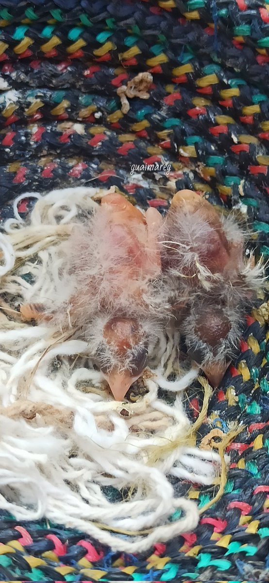 gaitangg's tweet photo. Dos canarios pichones. 🐥 https://t.co/2Tyj39zjSQ