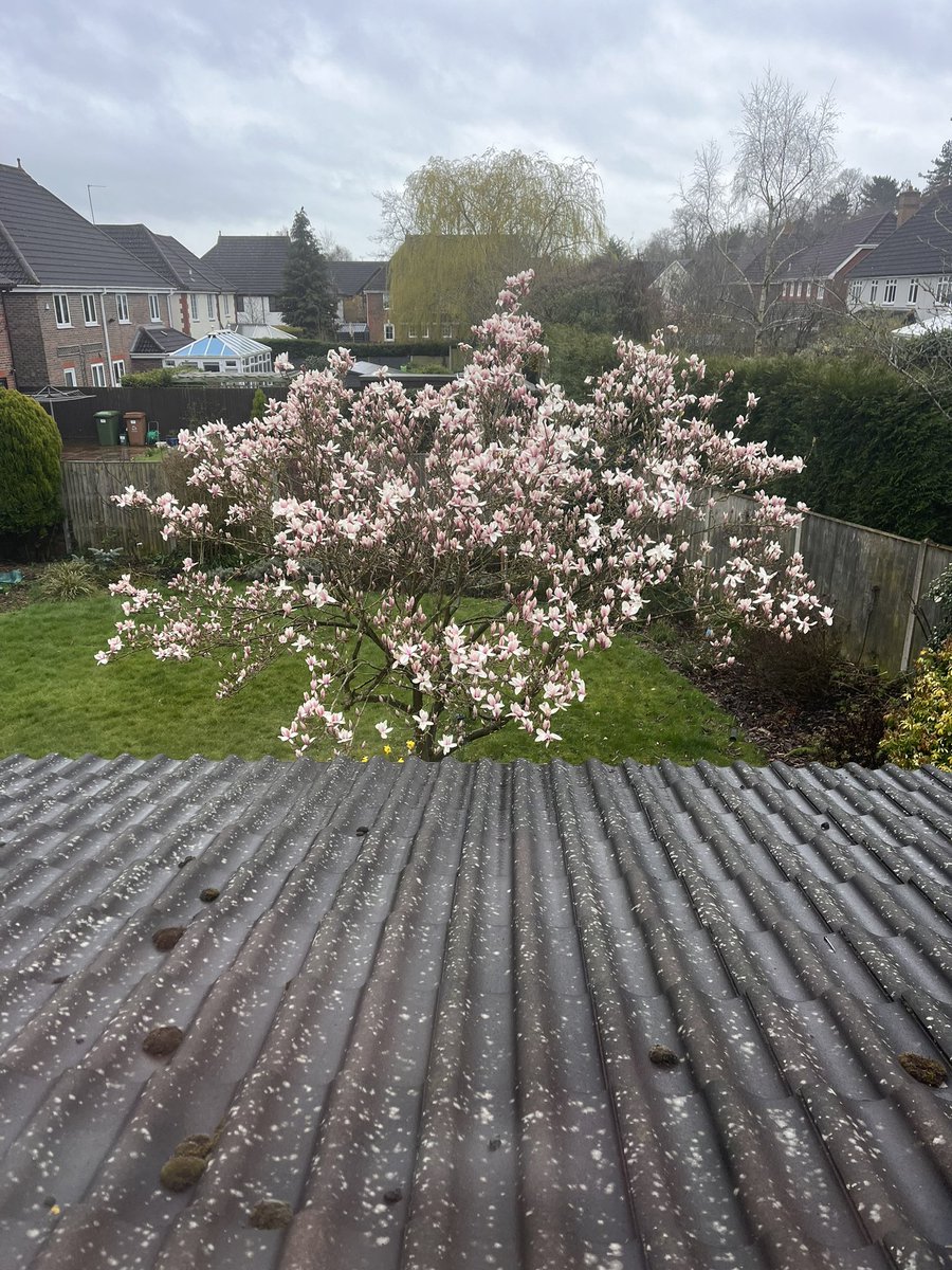 nathanbuxton's tweet photo. @Fearnecotton listening to you this morning on @BBCRadio2, so thought I would send you a pic of our magnolia tree before it decorated our lawn with petals!! https://t.co/UZRnNMv260