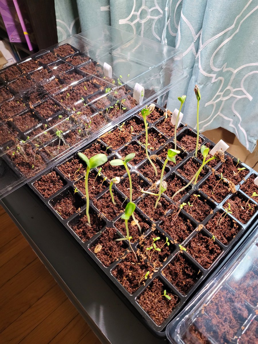 My flower seeds are sprouting...

Veggies should be coming up soon too