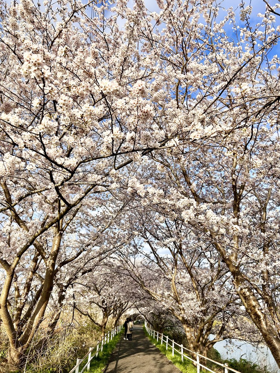 BayP_Cross's tweet photo. 緑地公園から花見川の桜並木。

近所に花見スポットが豊富でうれしい！ https://t.co/QduB7LFvKO