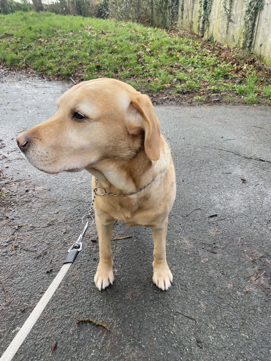 Dash-Hounds Chester tweet media