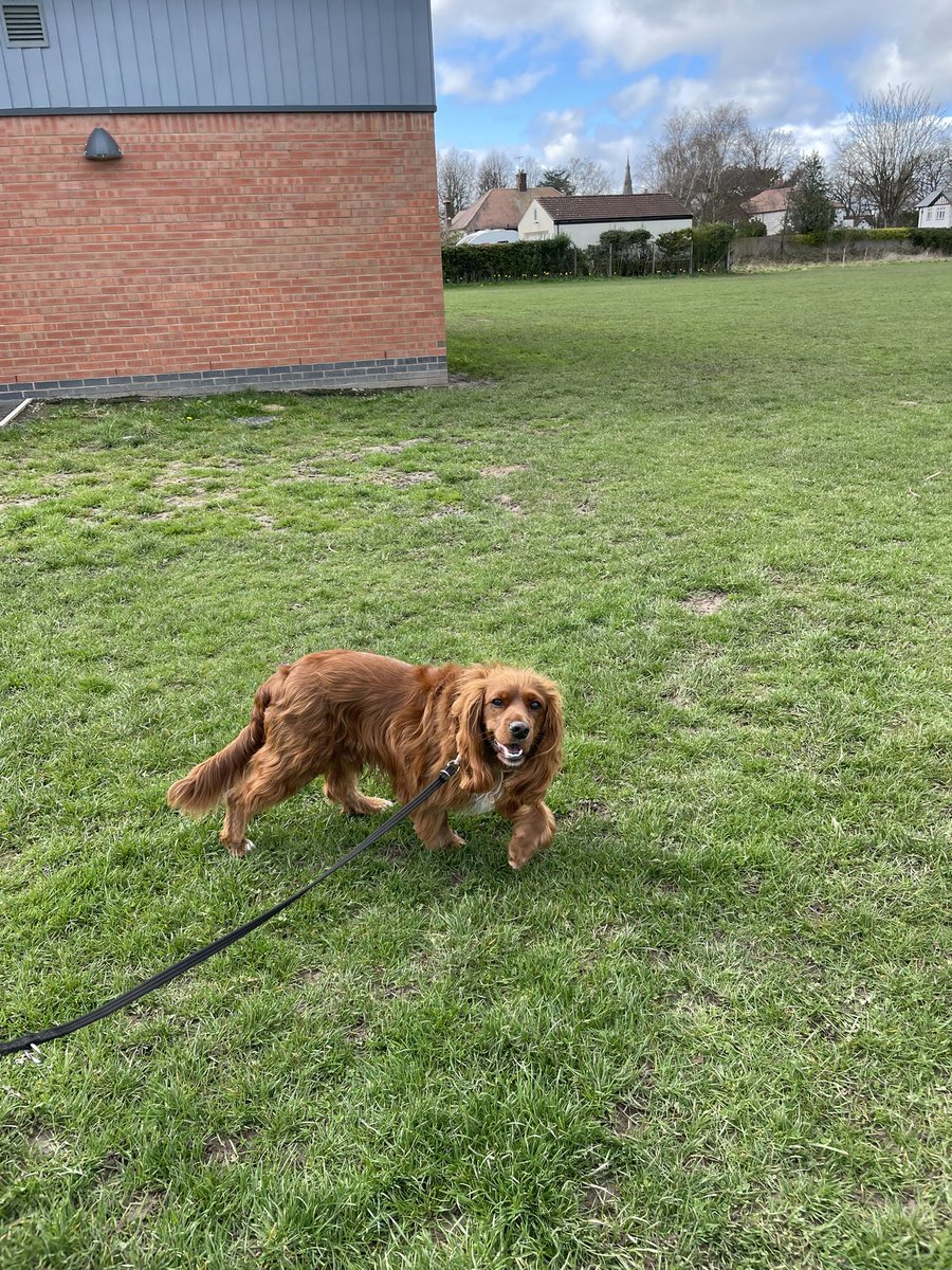 Dash-Hounds Chester tweet media