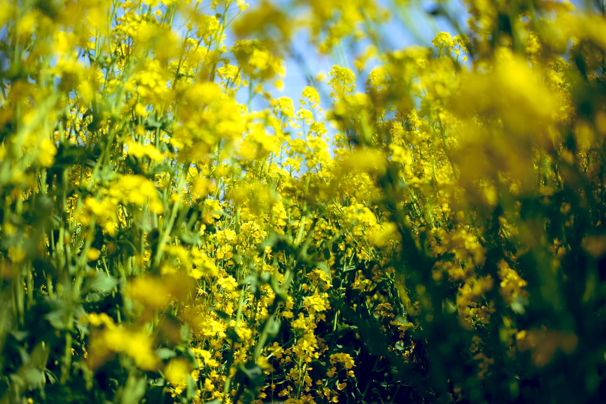 fuotorizo's tweet photo. 菜の花のウエトシタ。 https://t.co/cICp8qE40C