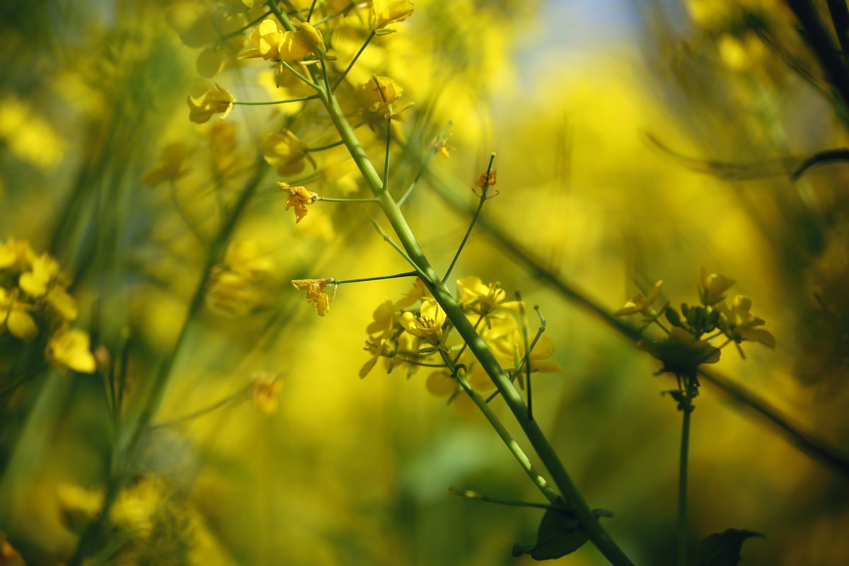 fuotorizo's tweet photo. 菜の花のウエトシタ。 https://t.co/cICp8qE40C