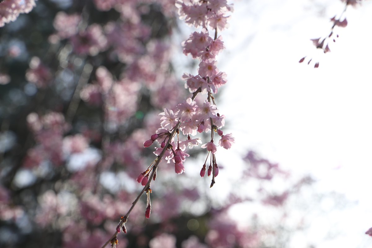 「今日の桜@名古屋城今写真を取り込んでいたのだけど、見事すぎてフライングアップ。ま」|みやたみほ｜グラフィックデザイナー｜キャラクターデザイナー｜キビグラフィカ｜のイラスト