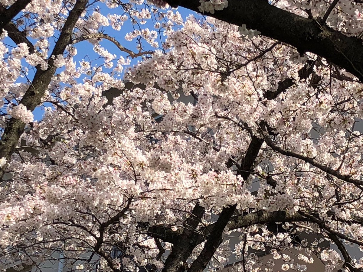 How76YxxyM8jf4G's tweet image. 『ウチの桜』今年も満開🌸
勝手に『ウチの』と名乗る🤣👍
#jetcycle #ウチの桜