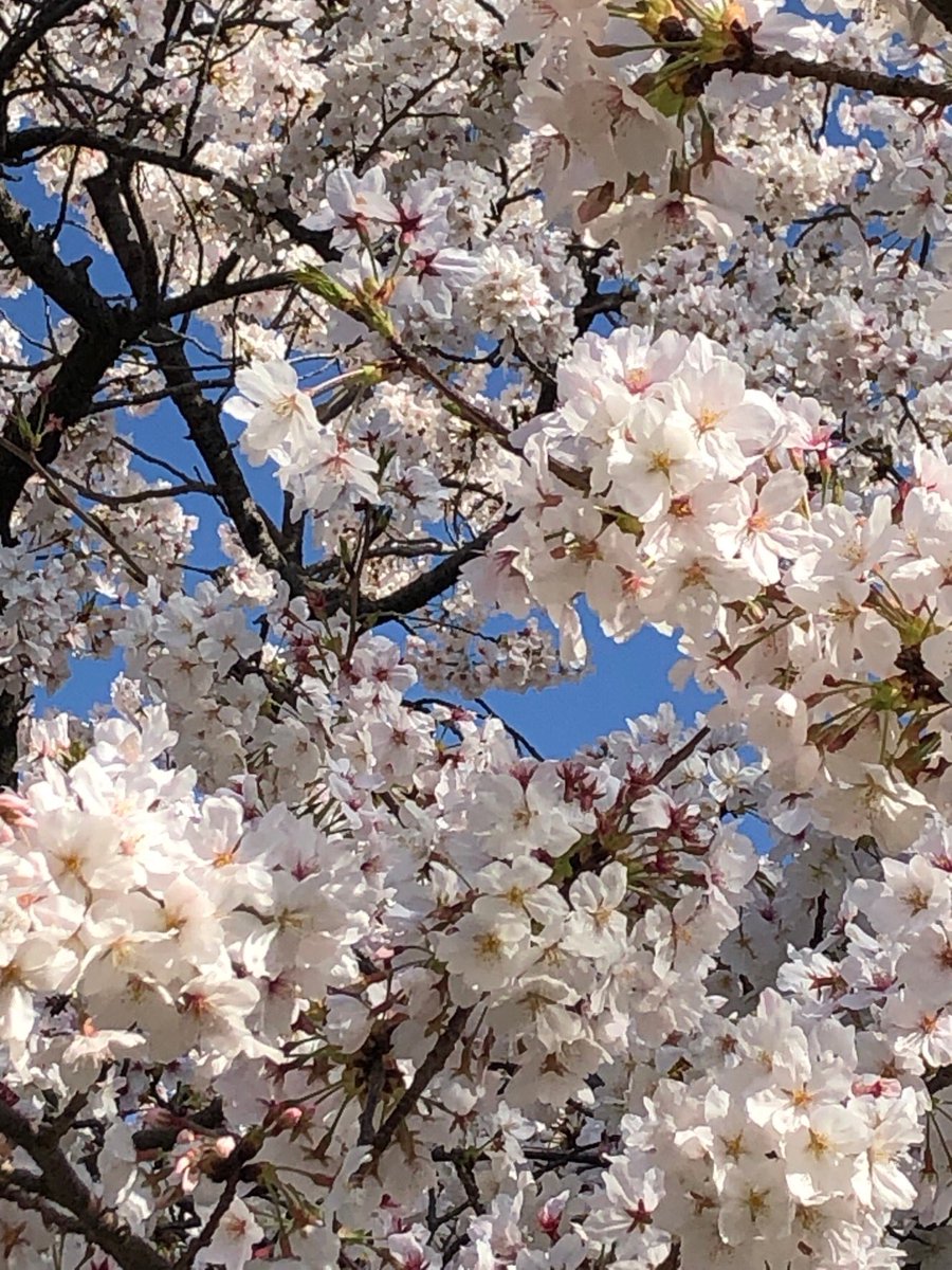 How76YxxyM8jf4G's tweet image. 『ウチの桜』今年も満開🌸
勝手に『ウチの』と名乗る🤣👍
#jetcycle #ウチの桜