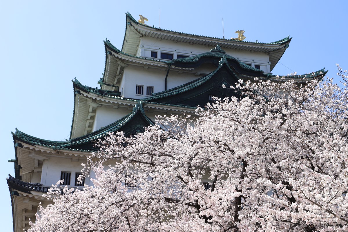 「今日の桜@名古屋城今写真を取り込んでいたのだけど、見事すぎてフライングアップ。ま」|みやたみほ｜グラフィックデザイナー｜キャラクターデザイナー｜キビグラフィカ｜のイラスト