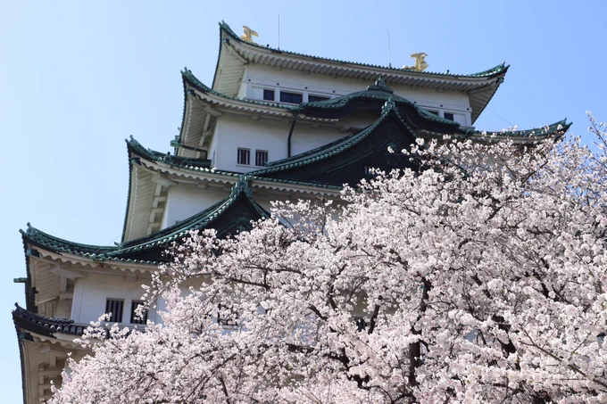 今日の桜@名古屋城今写真を取り込んでいたのだけど、見事すぎてフライングアップ。また後日あげます。#桜#名古屋城#城#写真 