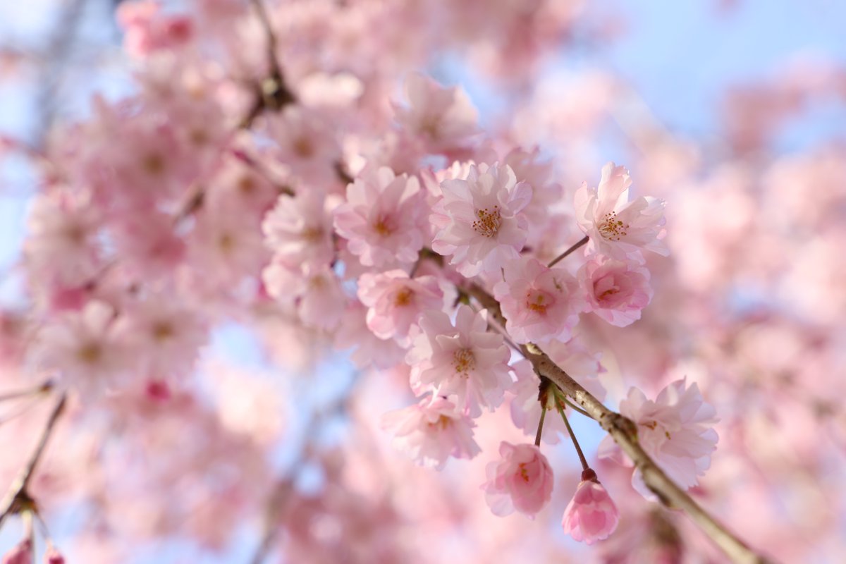 「今日の桜@名古屋城今写真を取り込んでいたのだけど、見事すぎてフライングアップ。ま」|みやたみほ｜グラフィックデザイナー｜キャラクターデザイナー｜キビグラフィカ｜のイラスト