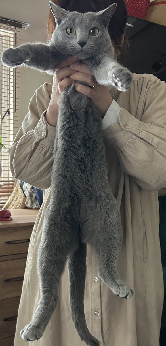 lowly_ms's tweet image. 🐱🔔