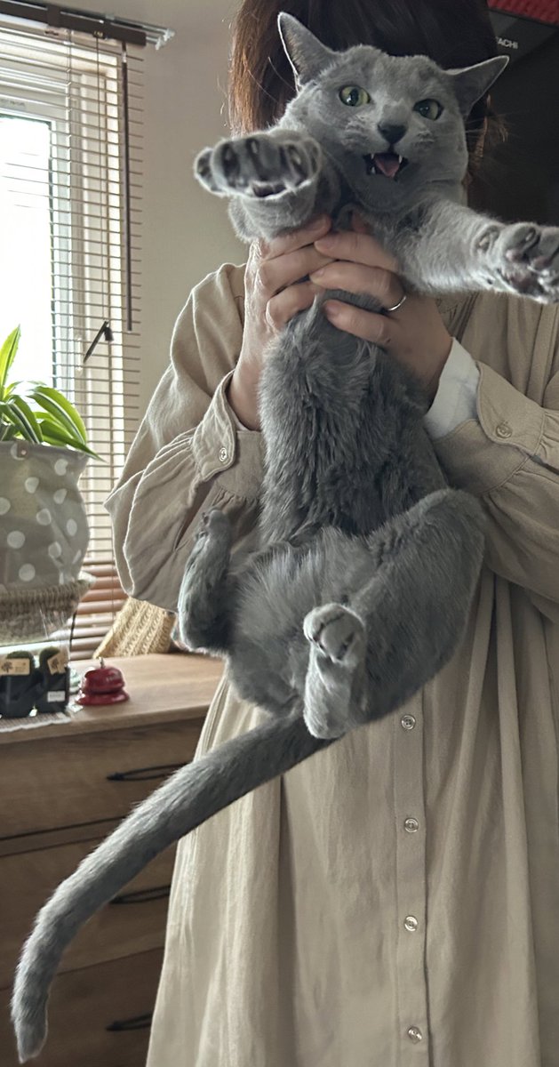 lowly_ms's tweet image. 🐱🔔