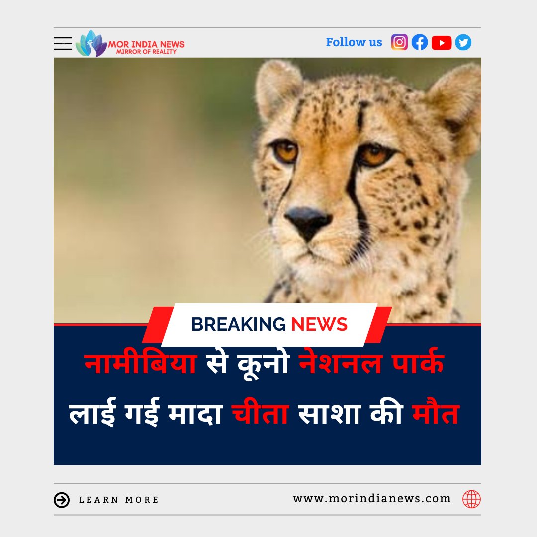 morindianews_'s tweet photo. #namibia #chitah #madhyapradesh #forest #department #died #india #news #breakingnews #letes #recent #updates https://t.co/GWNbVkLFL5