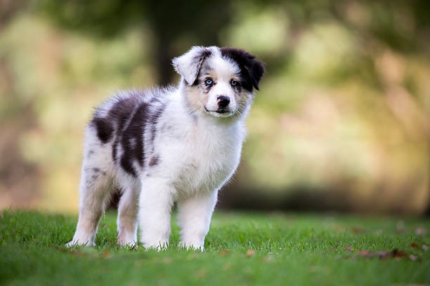 PuppyFindEurope's tweet image. 🐾🐶 Meet the Australian Shepherd puppies! These intelligent pups were originally bred as working dogs to herd livestock. Today, they make great companions for outdoor enthusiasts and families alike. #AustralianShepherd #AdoptAPuppy #HikingWithDogs 🐕❤️