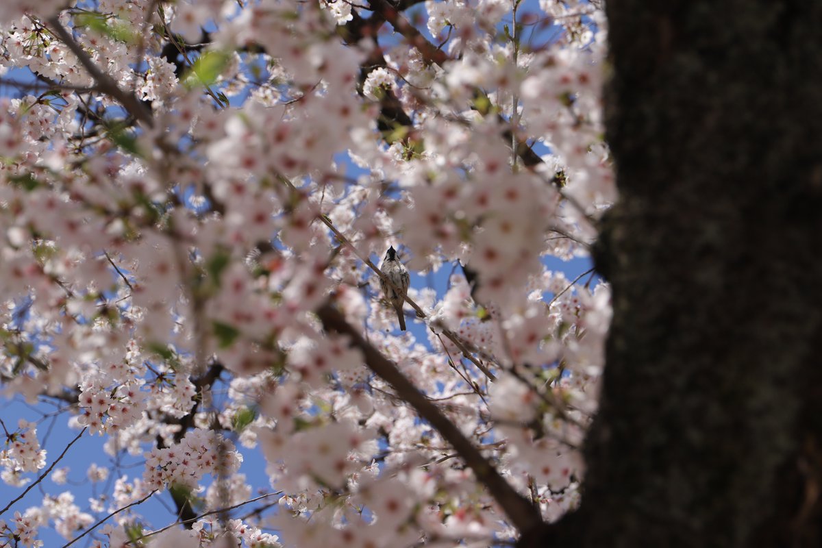 「今日の桜@名古屋城今写真を取り込んでいたのだけど、見事すぎてフライングアップ。ま」|みやたみほ｜グラフィックデザイナー｜キャラクターデザイナー｜キビグラフィカ｜のイラスト