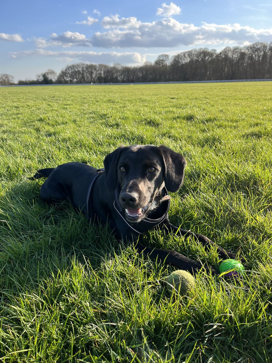 steve1246's tweet photo. 🐶 https://t.co/snxAjtRpZT