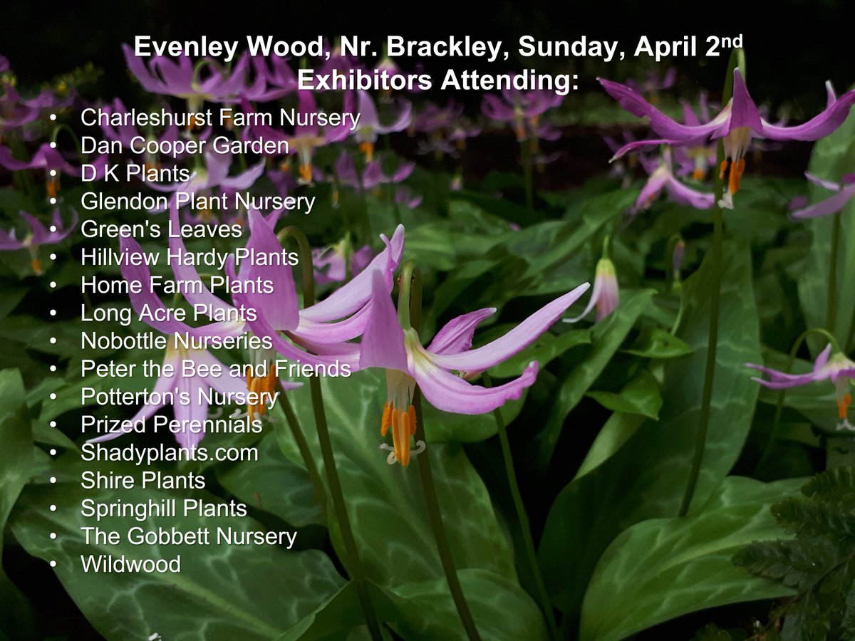 Rare Plant Fair (@rareplantfair) on Twitter photo As ever, a superb cast of nurseries and exhibitors are coming to our next Fair at <a href="/EvenleyWoodGard/">Evenley Wood Garden</a> Nr. #Brackley this Sunday, April 2nd, 10am-4pm. Don't forget, they are all happy to bring preordered plants to the Fair and you can find full details at rareplantfair.co.uk/our-fairs/2023… As ever, a superb cast of nurseries and exhibitors are coming to our next Fair at <a href="/EvenleyWoodGard/">Evenley Wood Garden</a> Nr. #Brackley this Sunday, April 2nd, 10am-4pm. Don't forget, they are all happy to bring preordered plants to the Fair and you can find full details at rareplantfair.co.uk/our-fairs/2023…