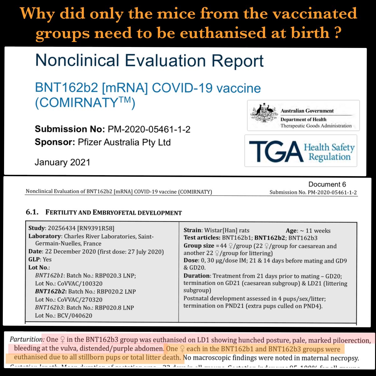 craigkellyAFEE's tweet photo. ‘SAFE & EFFECTIVE’ - In pregnancy ? 

The TGA told Australia that the Covid vaccines were safe & effective in pregnancy. 

Yet, thanks to documents obtained under Freedom of information that the TGA knew back in January 2021, that during Pfizer’s trials on pregnant rats - that it was ONLY in three vaccinated groups that babies needed to be euthanised at birth. 

Further, there were more fetal malformations in the vaccinated groups and also substantially more Pre-implantation losses (spontaneous abortions) in the vaccinated groups.

How could the TGA possibly assert "safe & effective" with such data ? 

Did the TGA make doctors who injected pregnant women with these experimental shots aware of this data ?

And did pregnant women that know about this when they lined up to inject the experimental genetic agent into their body ? 

‘SAFE & EFFECTIVE’ - In pregnancy ?