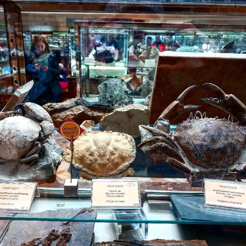 @juarezfossil

Fossil crabs at Museo Geominero.
 
#fossil #crab #decapoda #miocene #pliocene #museum #ancient #exhibition #paleontology #geologywonders #hobby #beautiful #natureart