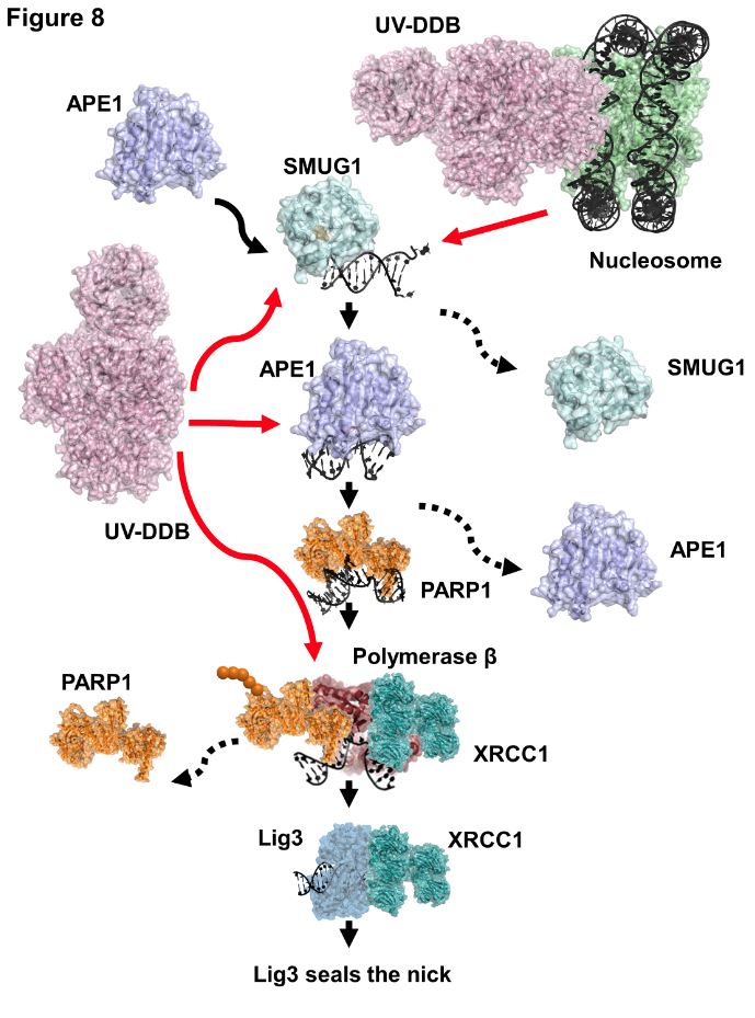 Ben Van Houten (@benvanhouten2) on Twitter photo Delighted to announce our 5th paper showing that UV-DDB helps mediate base excision repair. Through the outstanding work of Sunbok Jang and incredible effort by Priya <a href="/sripriyaraja1/">Priya Raja</a> we have shown that UV-DDB stimulates the removal of hmdU by SMUG1. doi.org/10.1093/nar/gk… Delighted to announce our 5th paper showing that UV-DDB helps mediate base excision repair. Through the outstanding work of Sunbok Jang and incredible effort by Priya <a href="/sripriyaraja1/">Priya Raja</a> we have shown that UV-DDB stimulates the removal of hmdU by SMUG1. doi.org/10.1093/nar/gk…