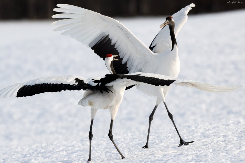 Dancing in unison, Red-Crowned Cranes perform a mesmerising courtship ritual.

#nature #redcrowncrane #japan #photographyaward #photography #photoawards #BirdsSeenIn2023 #nikoncreator