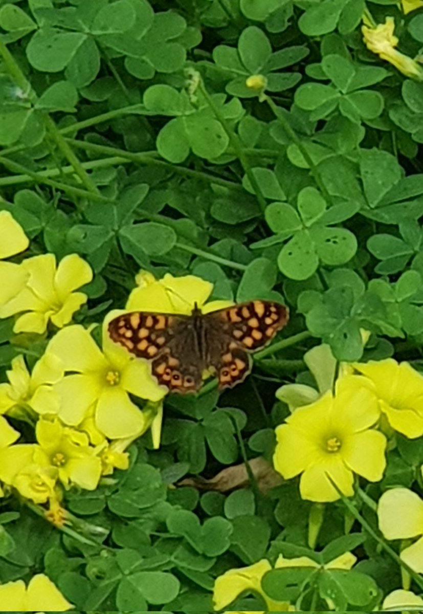 AvesTendilla's tweet photo. Una ayudita para uno que empieza con los lepidopteros. Creo que es una Maculada hembra (Pararge aegeria) pero no estoy seguro. En la zona del Eo en Lugo. Gracias de antemano. https://t.co/aK0E2j2C1z