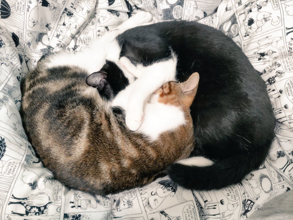 nya_n_touch's tweet photo. ぐるぐる回って💫😵💫
∞メビウスの輪みたいな?🤔
#猫のいる暮らし #猫好き
#猫のいる幸せ #cat #MoebiusStrip https://t.co/UTYf1i1a5Z