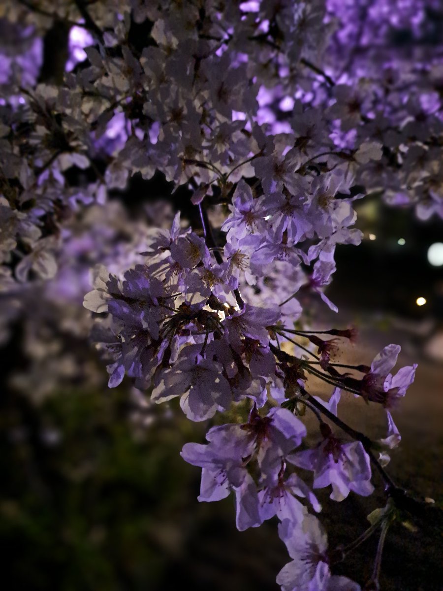 manmaru_002's tweet photo. やっぱ桜が1番好き🌸 https://t.co/b8gLuiCSXh