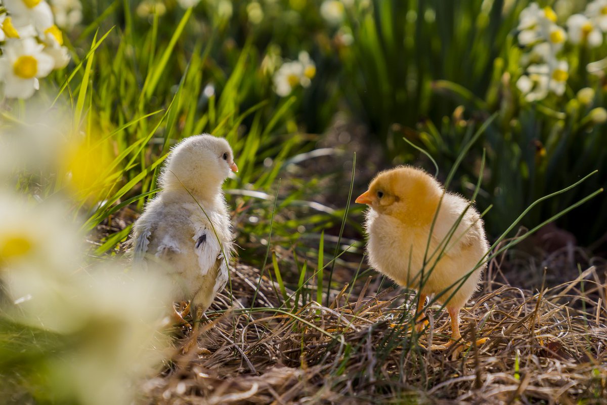 P. Allen Smith tweet media