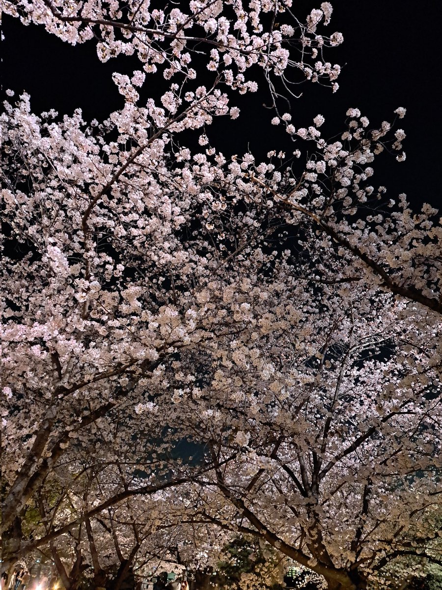 manmaru_002's tweet photo. やっぱ桜が1番好き🌸 https://t.co/b8gLuiCSXh