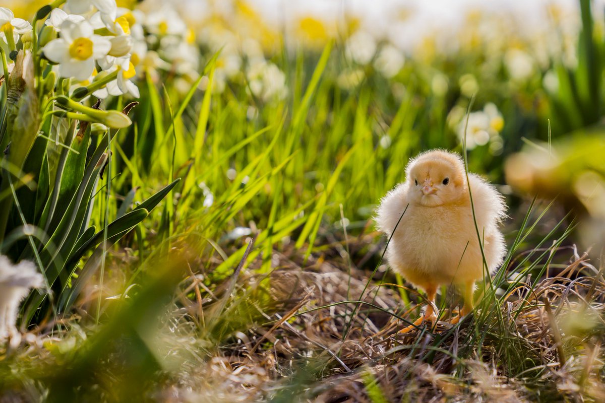 P. Allen Smith tweet media