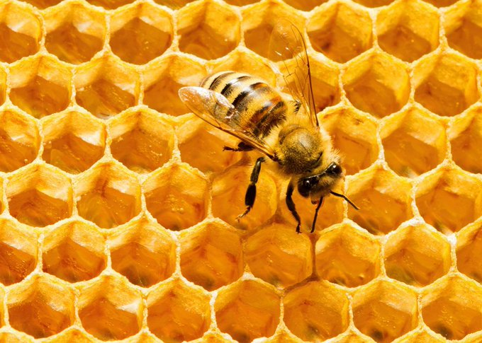 MY DAILY BEE FACTOID:

HONEYBEES eat honey to make BEESWAX: 7 lb of honey to make 1 lb wax! Wax is secreted in flakes from 8 glands under the bee's abdomen. Then they mold the wax into the perfect honeycomb structure. Humans use it in many ways.

Please FOLLOW &amp; RT. #savethebees