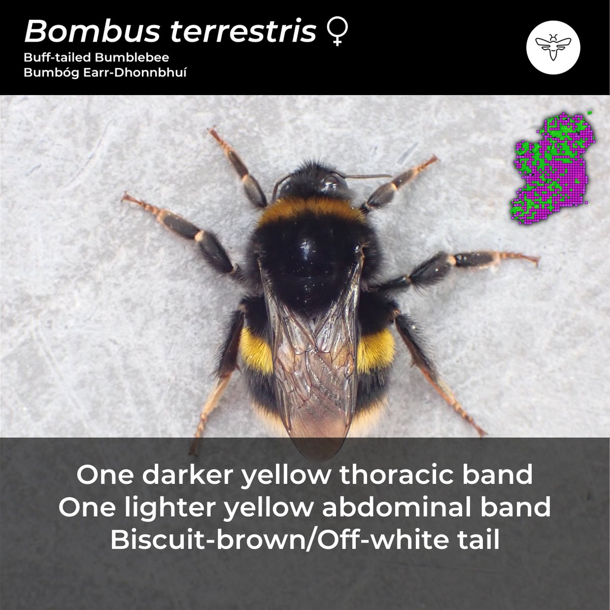 BeesOfIreland's tweet image. Inspired by @LeifBersweden's #CouchTo10Mosses, please find... #CouchTo10SpringBees. 

Each day, I will show you a bee you might come across in your daily life as they emerge from hibernation.

Keep a checklist and share your photos! And enjoy!
@PollinatorPlan @BioDataCentre