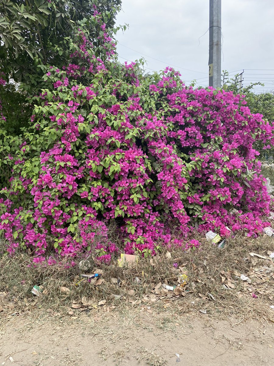 monica722905's tweet image. Bougainvillea on Sardar Patel Marg, Delhi #Spring #DelhiSpring #Flowers #delhitrees #treesofdelhi