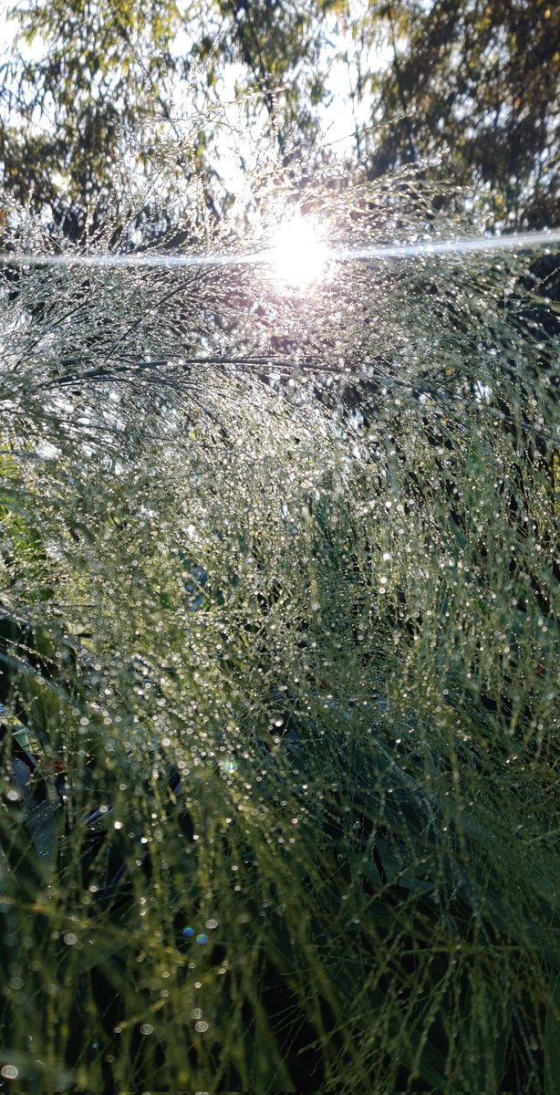 DrPyaricetamoI's tweet image. Post a picture taken with your phone. Here are mine #oneplus7pro