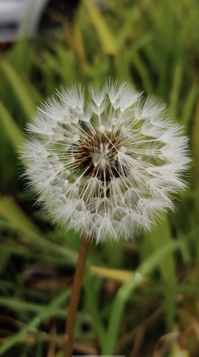 DrPyaricetamoI's tweet image. Post a picture taken with your phone. Here are mine #oneplus7pro