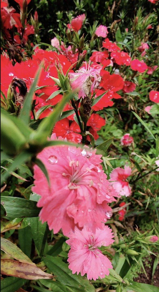 DrPyaricetamoI's tweet image. Post a picture taken with your phone. Here are mine #oneplus7pro