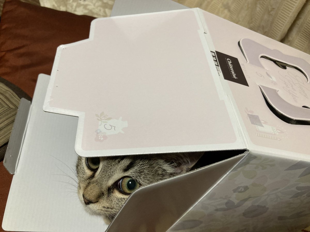 kakokako1027jun's tweet photo. #シャトレーゼ  #ケーキの箱  #猫
ティラミスをこどもの卒業祝いにみんなで頂きました！滑らかで濃厚で美味しかったです😆箱は猫ちゃんのお気に入りです😍 https://t.co/50q11S1lr7