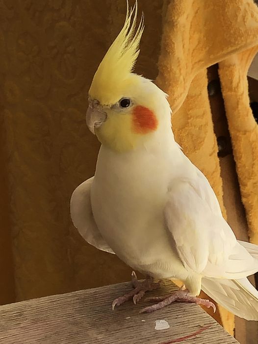 MelakaBD's tweet photo. Regardez-moi ce petit bonhomme si c'est pas le plus mignon du monde ♥️ #calopsitte #perruche https://t.co/fkeX8V9m85