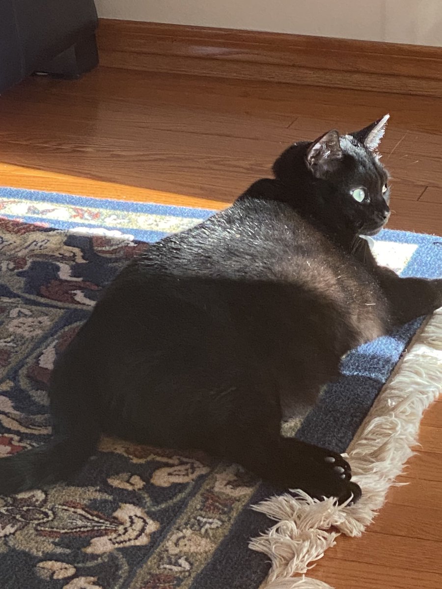TonySamBoat's tweet photo. #kittytuesday 😜 https://t.co/Ipb1EJOBWP