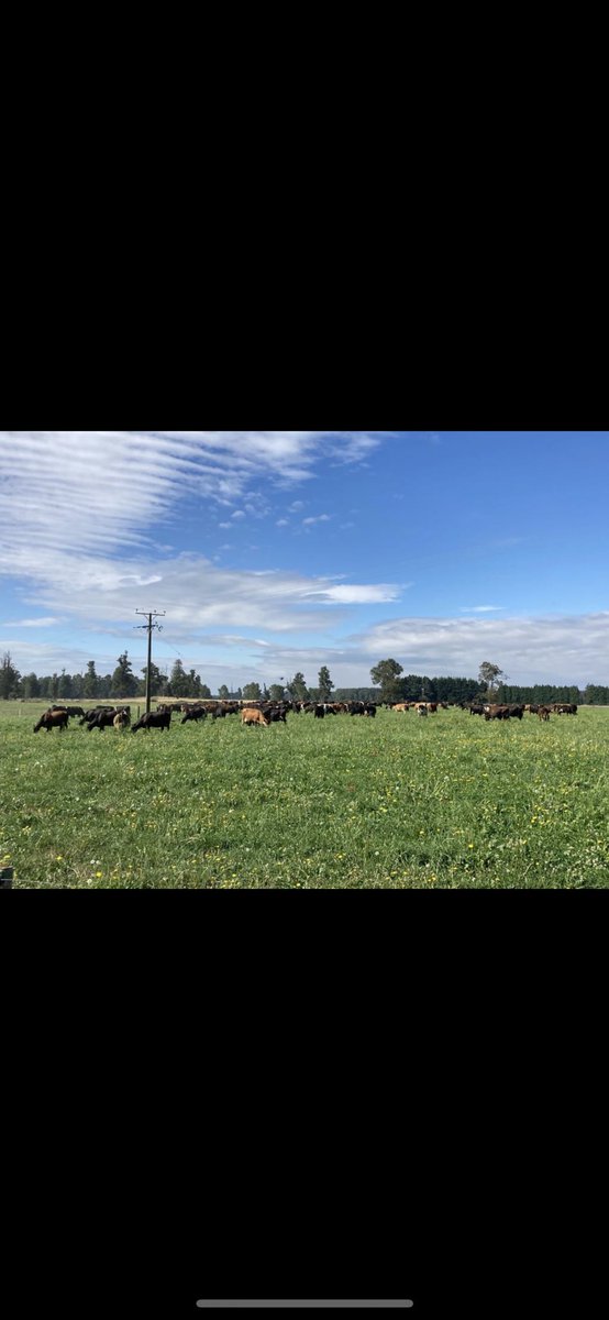 Finalised my <a href="/HybuCigCymru/">HCC</a> findings last week with a trip up to North Wales! 🏴󠁧󠁢󠁷󠁬󠁳󠁿 
Now to write the report and start the presentations! 🐮 Next year’s scholarship application is due to open, message me with any questions or help needed! 🐮🌱