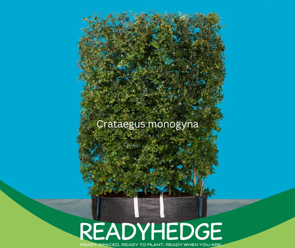 Readyhedge's tweet image. Looking for an attractive and versatile hedge for your property? 🌳 Crataegus monogyna is a staple in British field hedges, adding style and security. Order your Crataegus monogyna Readybag today! readyhedgeltd.com/product/cratae…🌿 #HedgePlants #GardenDesign #Landscaping