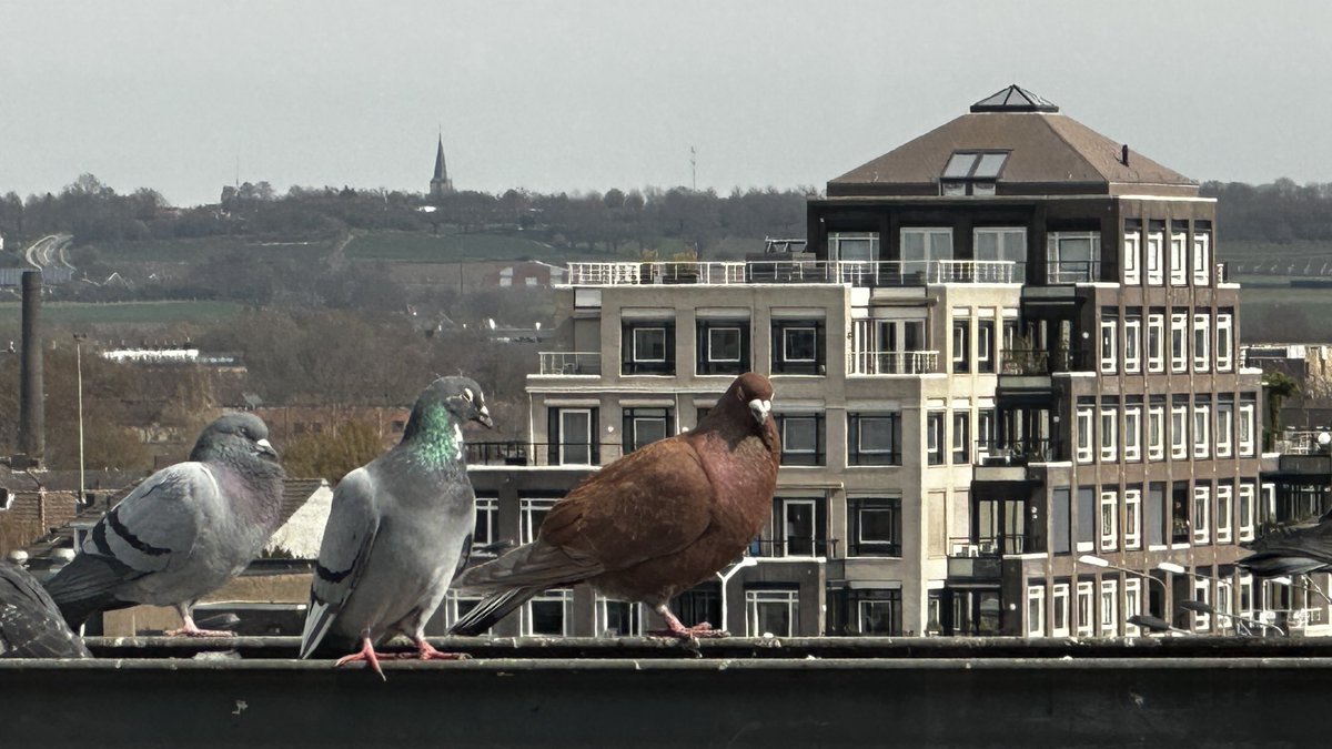 ⁦<a href="/magnifiekZL/">Magnifiek Zuid-Limburg</a>⁩ dak Mosae Forum Maastricht