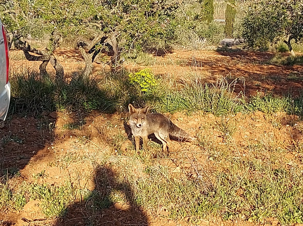 epicur013's tweet photo. Hoy he hecho un nuevo amigo #zorro https://t.co/q5RMUqzlVb