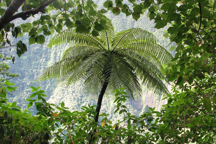 La version 2.12.0 de GeoNature est sortie hier, à l'occasion des 50 ans du @PnEcrins, fruit du travail de 21 contributeurs. Merci à eux ! github.com/PnX-SI/GeoNatu… 📷 Cyathea borbonica - Parc national de La Réunion