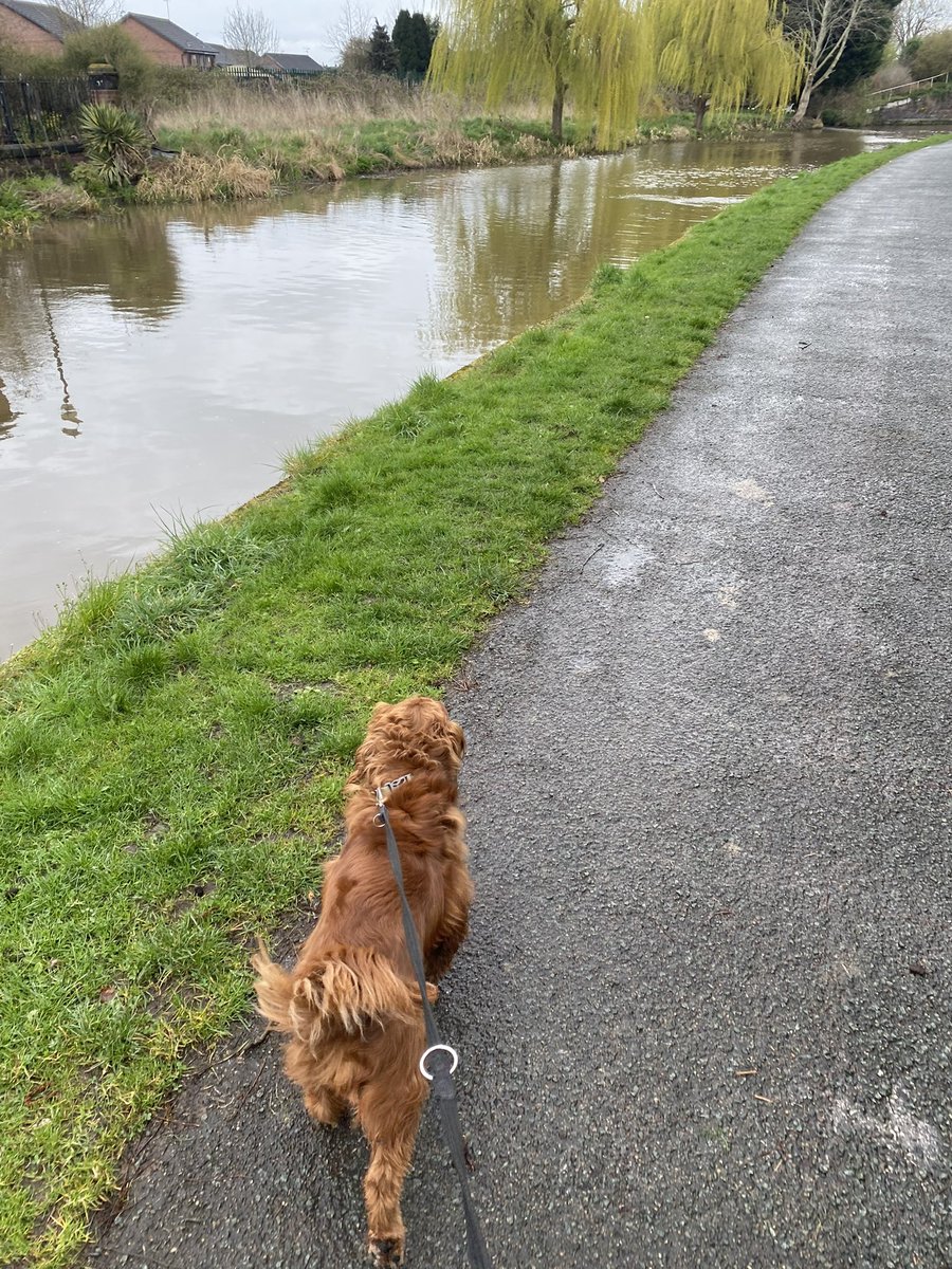 Dash-Hounds Chester tweet media