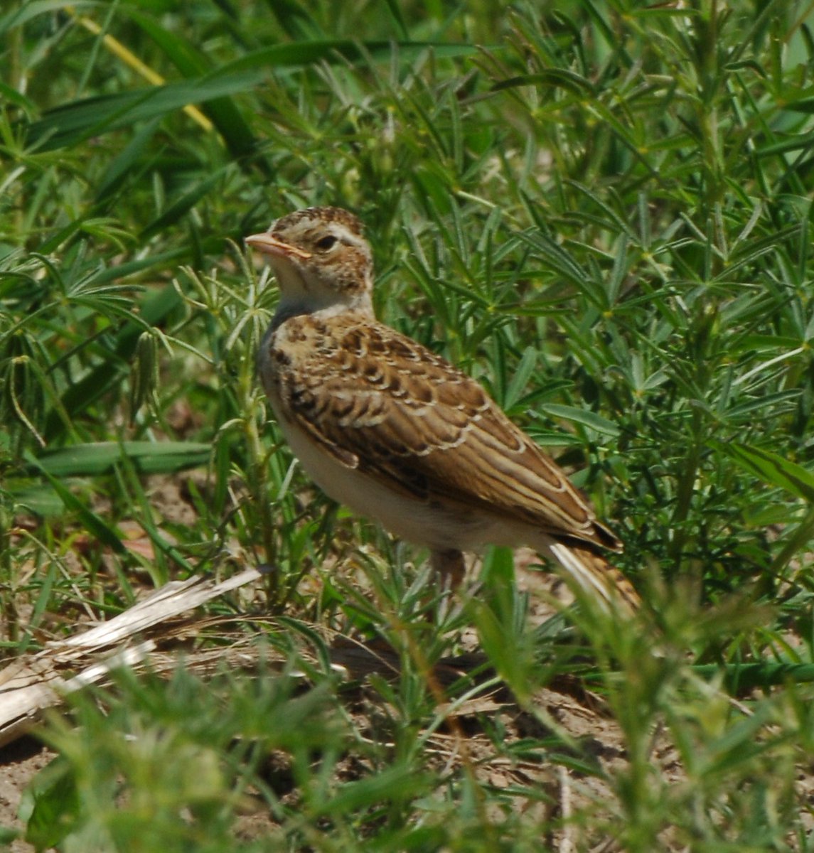 Mag op 3 april wat vertellen over #akkervogels voor <a href="/Rdamdeboerop/">Rotterdam de boer op!</a>. 

Altijd een plezier om je inzichten te mogen delen, zie: rotterdamdeboerop.site/boer/lunchlezi…

De veldleeuwerik zal een hoofdrol vertolken in mijn praatje voor @Natuurmonument .